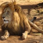 tiger video status Download, motivational Simba Video Status Download, jugal ka Sher video status Download,the Loin king video status Download, Lion king tiger shearchat video status Download, Lion Video Status wharsApp Status Video Download,, Lion Video Status Download,