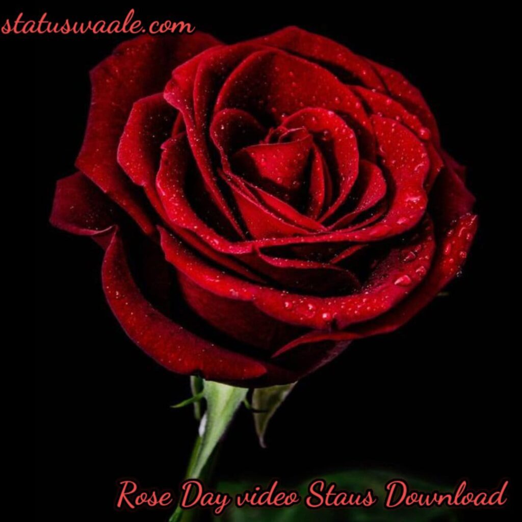 rose day video status download, happy rose day my love status video download, rose day status video download mirchi, rose day 2023,2024,status video download, rose day shayari status video download, happy rose day status video song download, rose day status for husband video download, rose day status video download sharechat, mirchi status video download happy rose day, happy rose day video status download,
