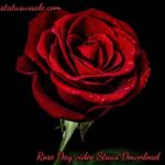 rose day video status download, happy rose day my love status video download, rose day status video download mirchi, rose day 2023,2024,status video download, rose day shayari status video download, happy rose day status video song download, rose day status for husband video download, rose day status video download sharechat, mirchi status video download happy rose day, happy rose day video status download,