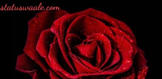 rose day video status download, happy rose day my love status video download, rose day status video download mirchi, rose day 2023,2024,status video download, rose day shayari status video download, happy rose day status video song download, rose day status for husband video download, rose day status video download sharechat, mirchi status video download happy rose day, happy rose day video status download,